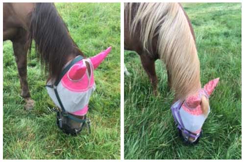 Cindy's mares wearing GreenGuard grazing muzzles