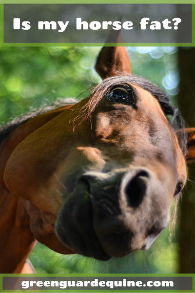 problèmes de gros chevaux