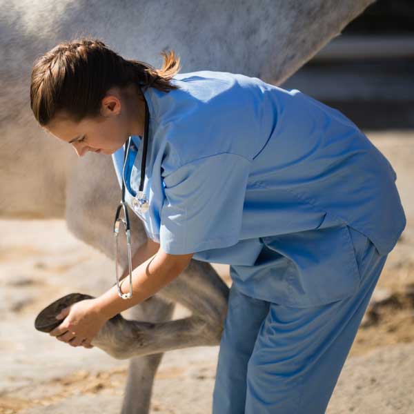 home treatment laminitis