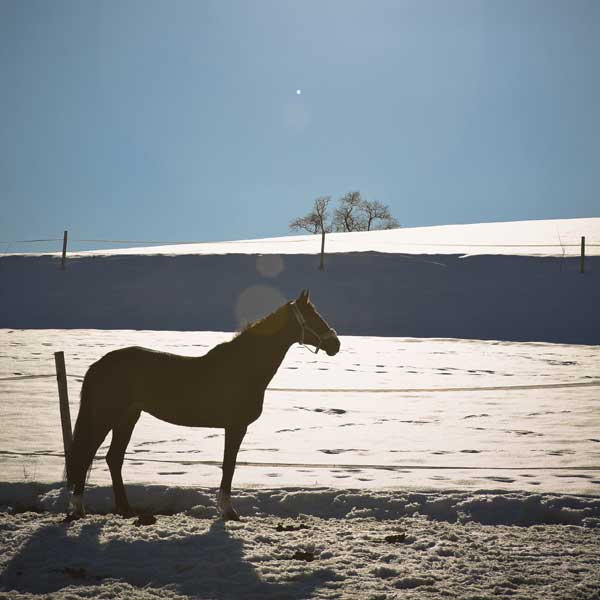cheval d'hiver dans la neige