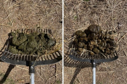 The shape and quality of horse poop can tell you a lot about their digestive health.