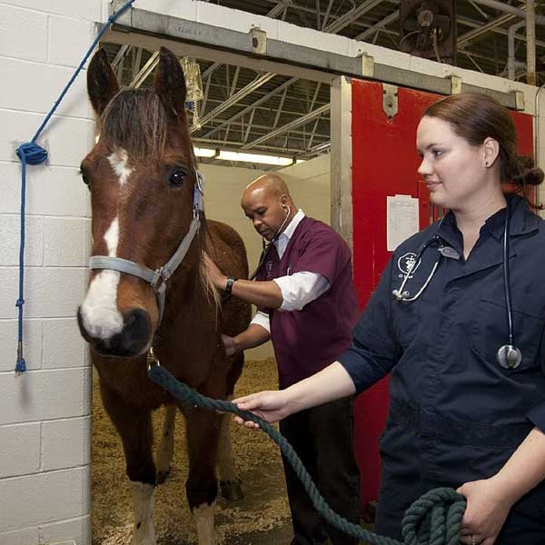 vaccins pour chevaux