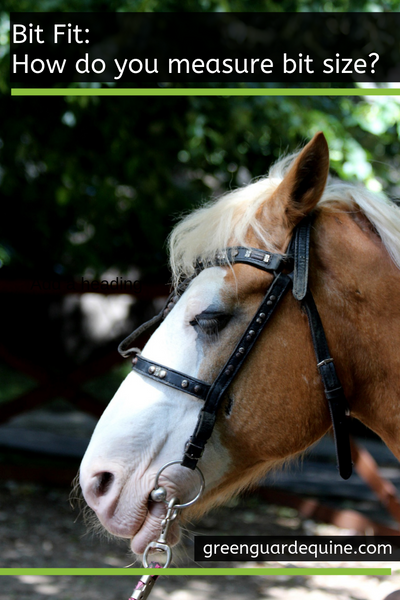 mesurer la taille du mors du cheval