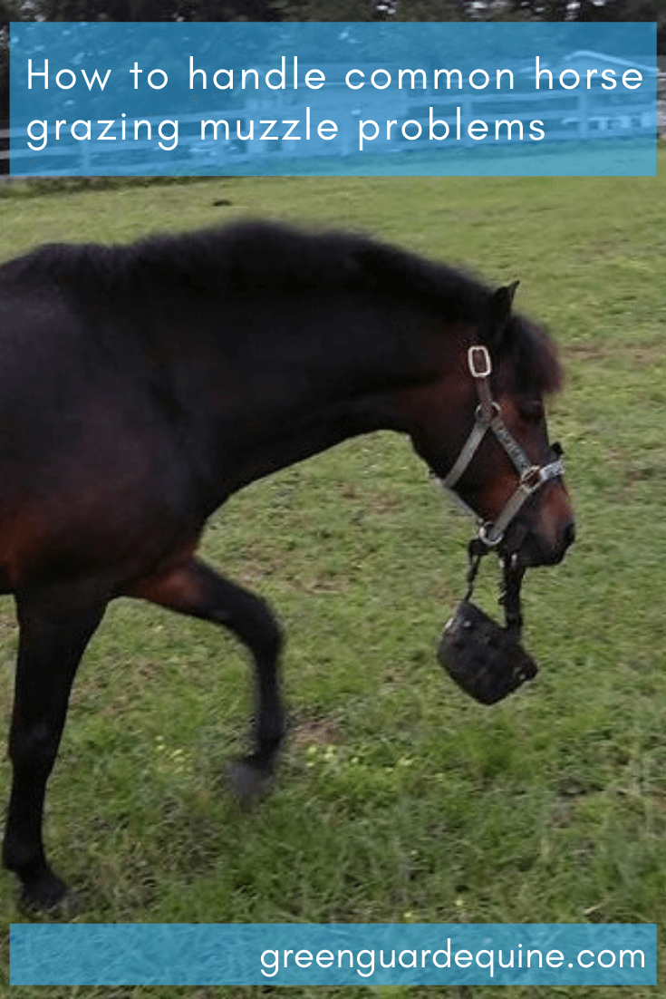 problèmes courants de museau de pâturage de cheval