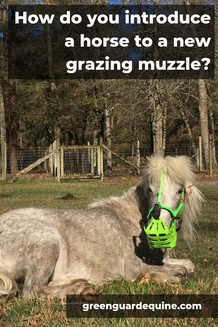 introduce new grazing muzzle to horse