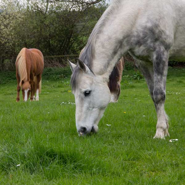 fourbure chez le cheval