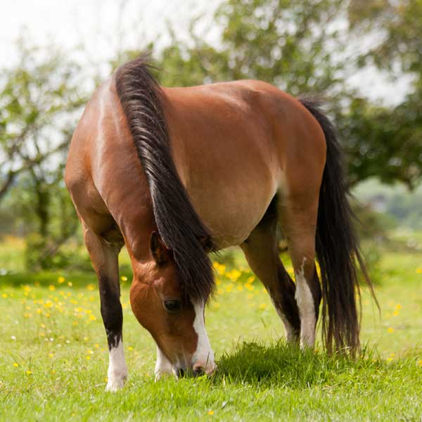 laminitis causes