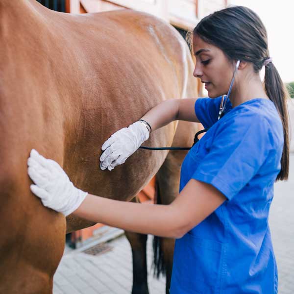 Symptômes de la fourbure chez les chevaux