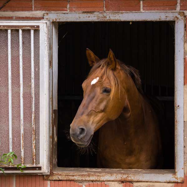 laminitic horse