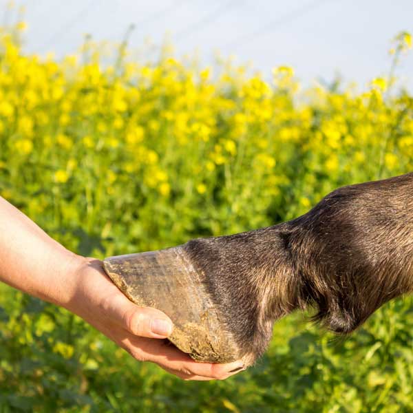 hoof disease in horses