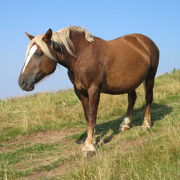 signes de fourbure chez les chevaux