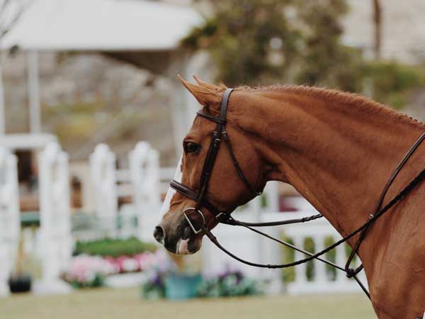 how to measure a horse bit