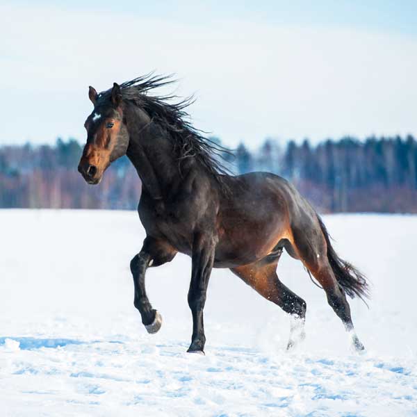 cheval en hiver