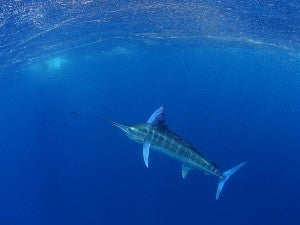 Underwater photo of a Marlin by Al McGlashan