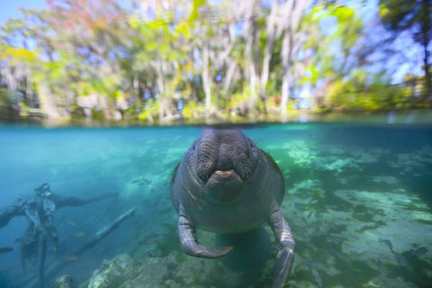 Manatee in Florida by Ben Hicks