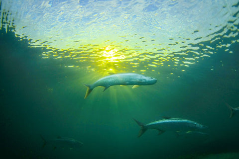 A couple of Tarpons in the water, photo by Ben Hicks