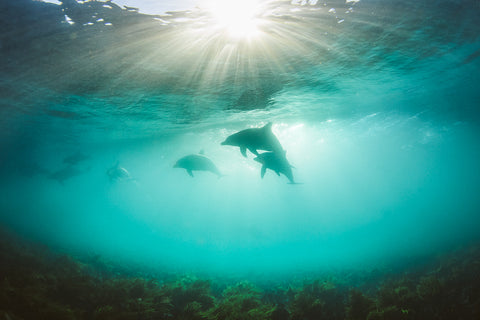 Underwater shot of dolphins by Phil Thurston