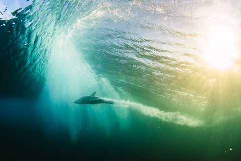 Seal swimming through the surf by Phil Thurston