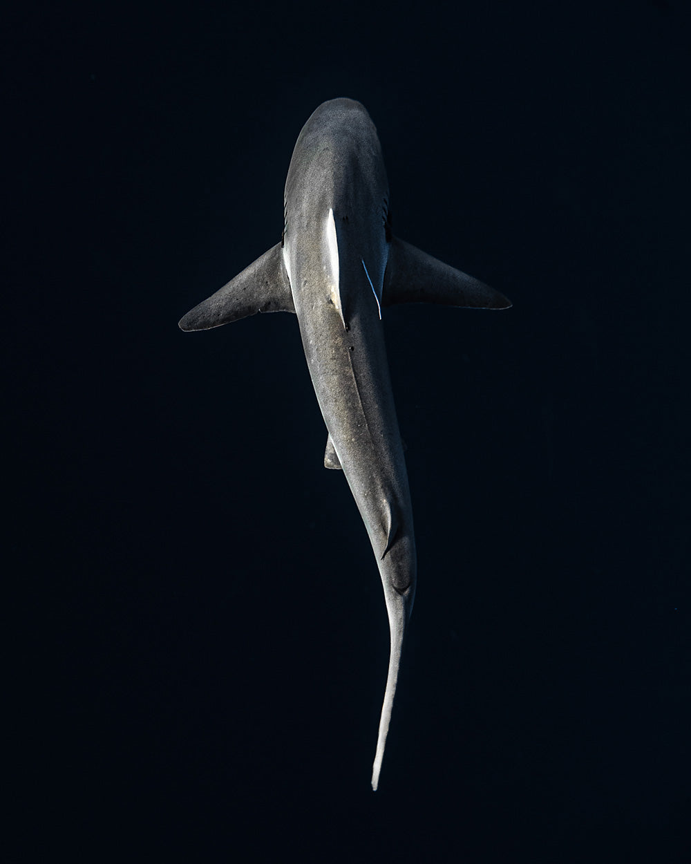 shark on black background