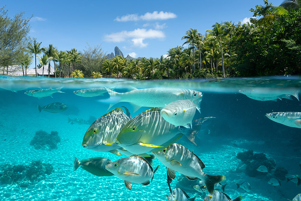 over under image from bora bora