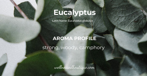 Eucalyptus essential oil aroma profile