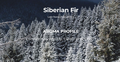 Siberian Fir Essential Oil Aroma Profile