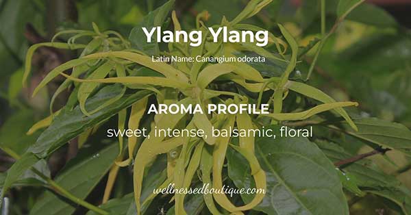 Ylang Ylang Essential Oil Aroma Profile