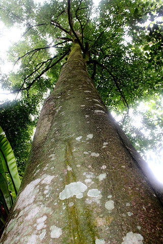 aquilaria-tree-fungal-formation-agar-wood-aloes-calambac