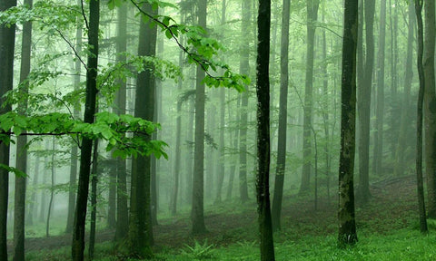 forest-wood-aquilaria-malaccencis-agar-oud-calambac