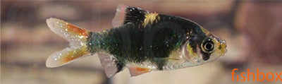 Ichthyophthirius multifiliis, bolezen bleih pik - fishbox