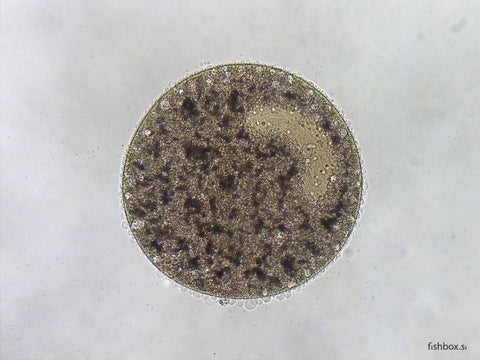 Kroglast parazit bolezni belih pik pod mikroskopom rjavkaste barve