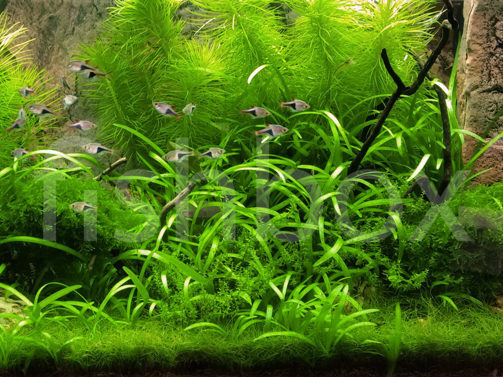 Rasbora heteromorpha v akvariju z bujnim rastlinjem