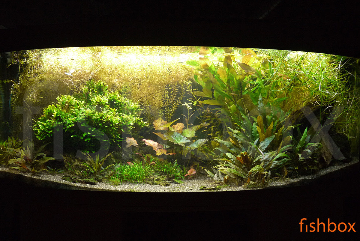 fishbox postavljen akvarij