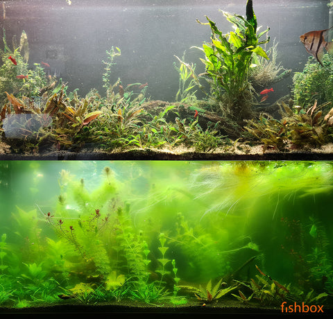 Akvarij z rastlinami in algami - fishbox