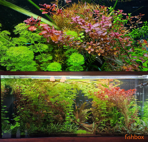 Akvarij z rastlinami - fishbox