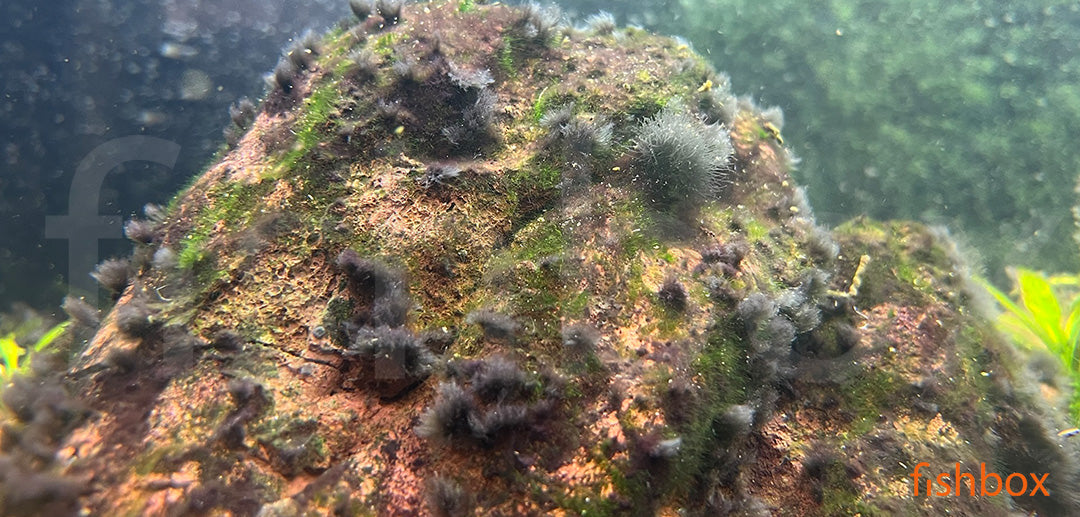 Črne čopičaste (nitaste) alge - fishbox