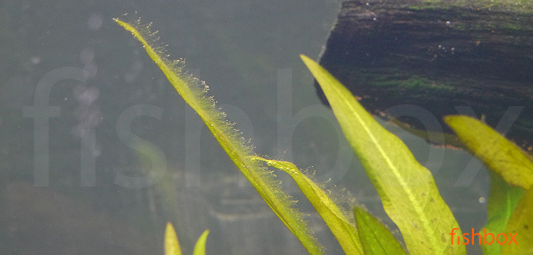 Nitaste zelene alge (Oedogonium) - fishbox