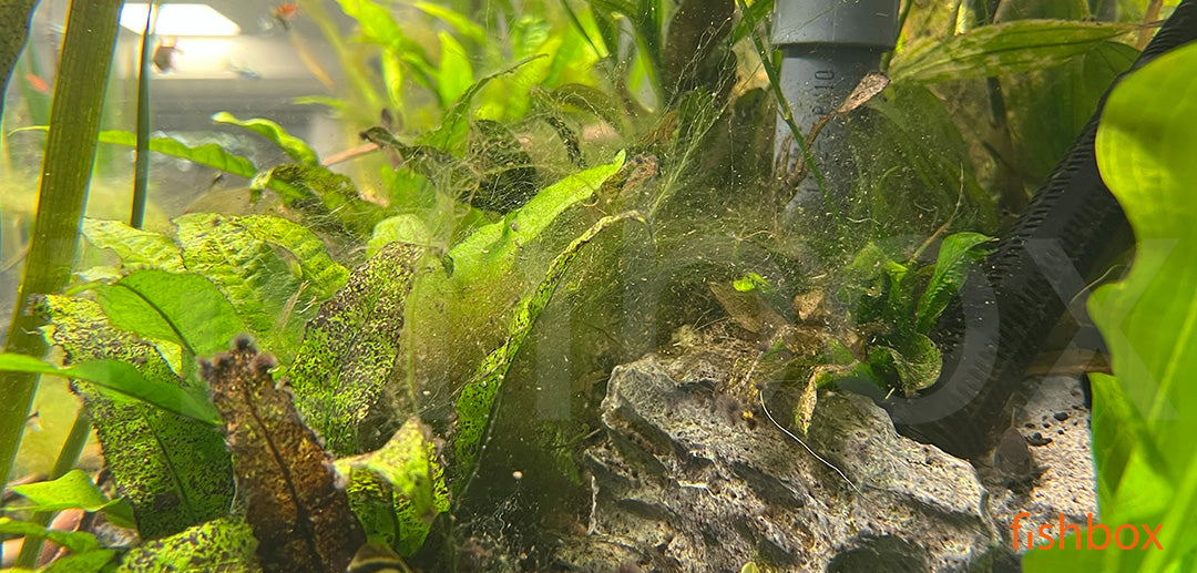 Puhasta nitasta alga - fishbox