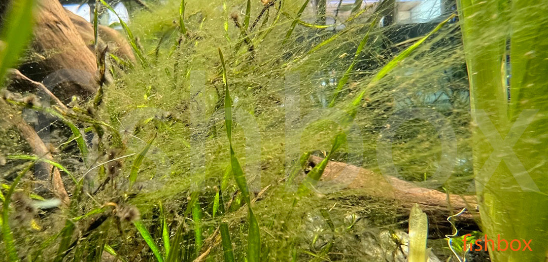 Vodna svila (Spirogyra) alga - fishbox
