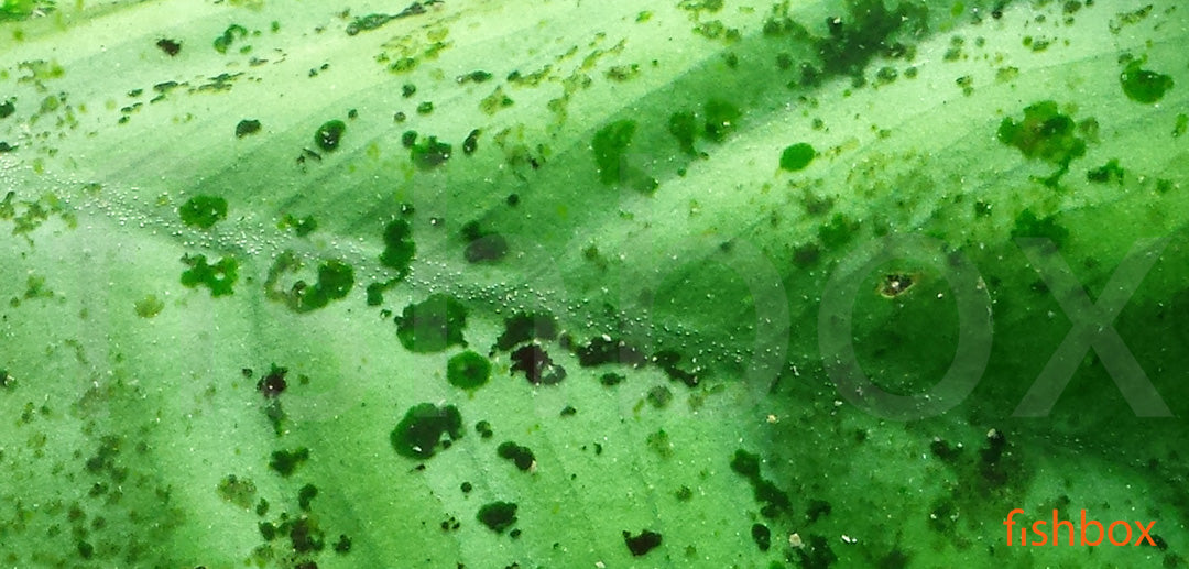 Ploščata alga ali disk alga - fishbox