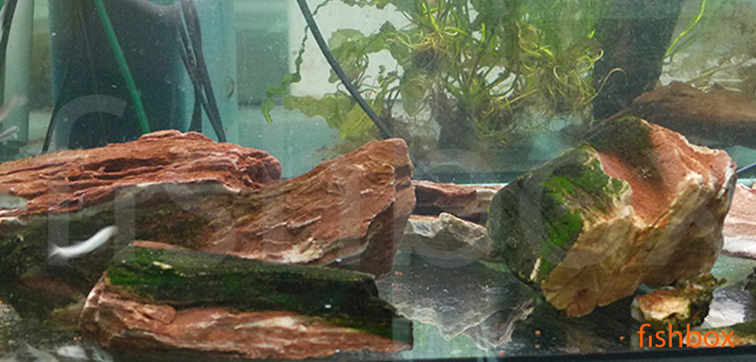 Zoospora alge - fishbox
