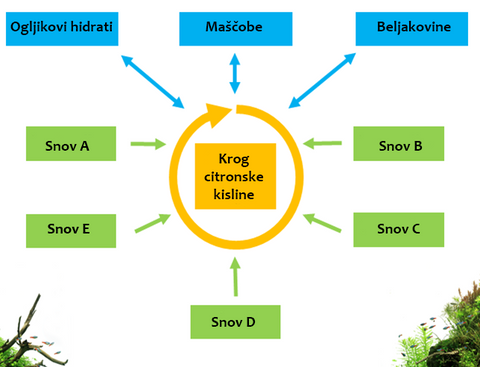 Krebsov cikel; krog citronske kisline - fishbox