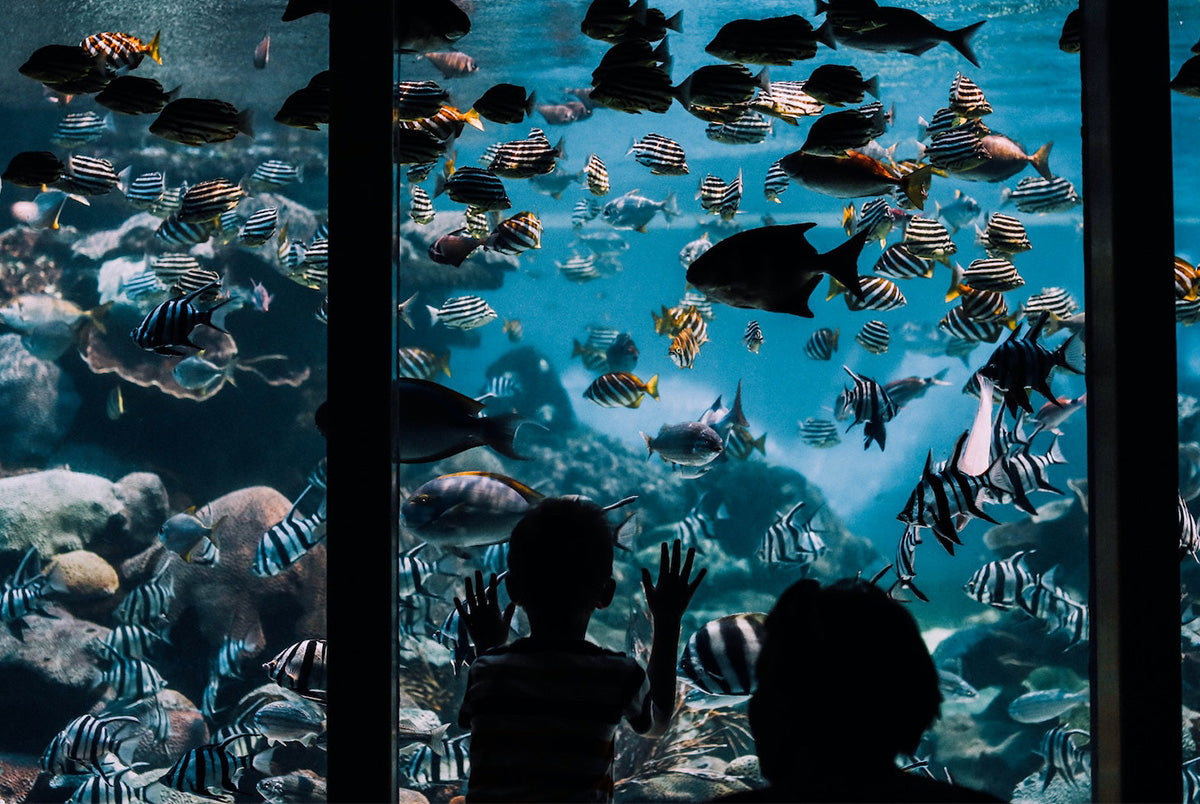Akvarij in otroci - fishbox