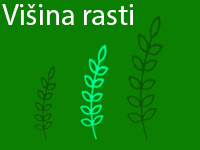 Višina rasti: SREDNJA