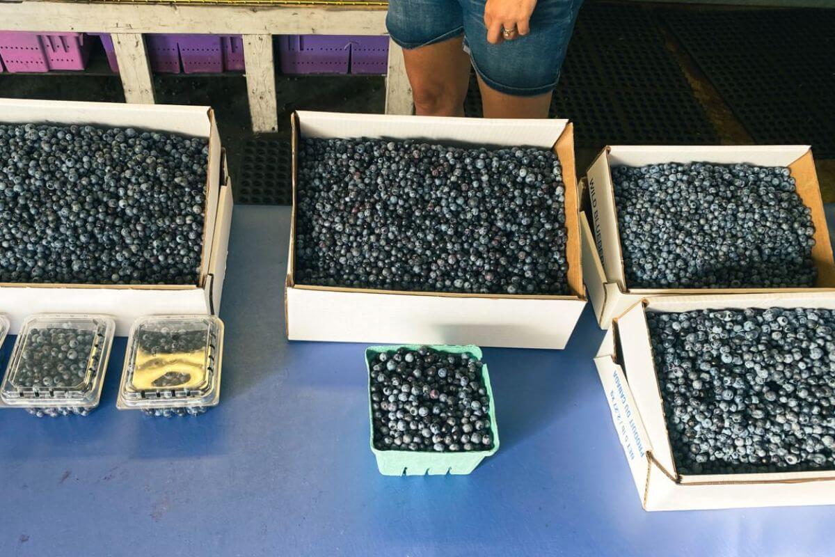 pick blueberries in Maine