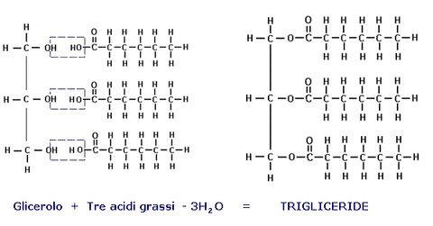 trigliceridi