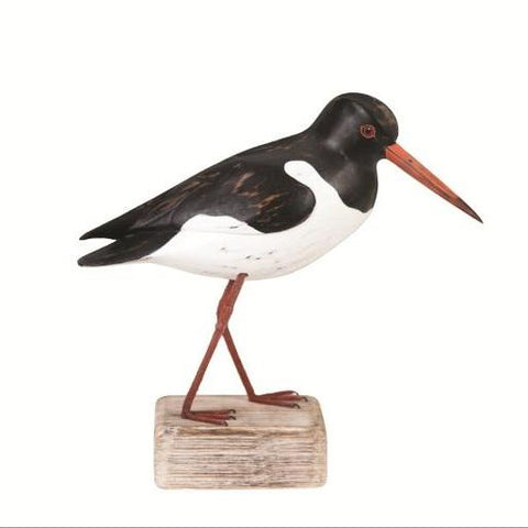 Oystercatcher