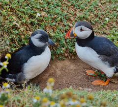 Puffin and Puffling