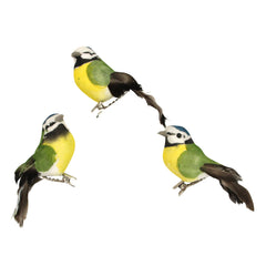 Blue Tit Clip