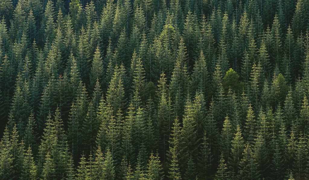 Arial shot of trees in a forest.